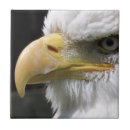 Suche nach raubvögel fliesen Natur
