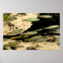 Suche nach trout poster Fisch