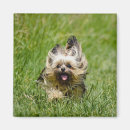 Suche nach yorkshire terrier magnete Hund