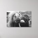 Suche nach niedliches pferd leinwandbilder Fotografie