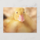 Suche nach fuzzy postkarten Baby
