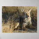 Recherche de laying posters Coyote