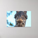 Suche nach niedliche giraffe leinwandbilder Lustig