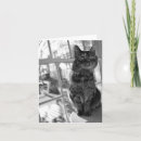 Recherche de joli minou Noir et blanc