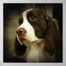 Suche nach spaniels poster Hund