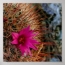 Suche nach kaktus blume poster Natur