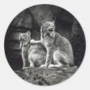 Recherche de lynx autocollants Chats