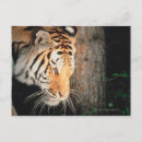 Recherche de pistes cartes postales Faune