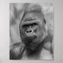 Suche nach gorilla poster ape