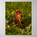 Recherche de faune art Sauvage