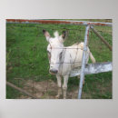 Recherche de mule posters Âne