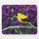 Suche nach singvogel mousepads Blume