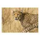 Suche nach jaguar foto poster Wildtiere