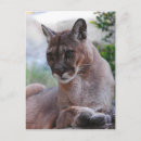 Suche nach schöne katzen postkarten Wildtiere