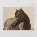 Suche nach arabisches pferd postkarten Pferde