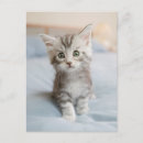 Suche nach maine coon poster Cute