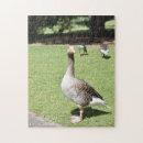 Recherche de duck puzzles Oiseau