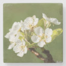 Suche nach gartenbau untersetzer Pflanze