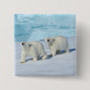 Recherche de ursus badges Animal