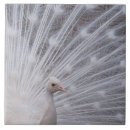 Recherche de paon carreaux Faune