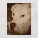 Suche nach american bulldog poster Hund