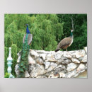 Suche nach schöner pfau poster Foto