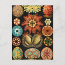 Recherche de illustration scientifique cartes postales Vie marine
