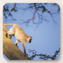 Suche nach primate untersetzer Afrika