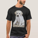 Suche nach hübscher labrador Gelb