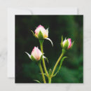 Recherche de rosebud vœux cartes Botanique