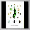 Recherche de haricot posters Vintage