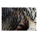 Suche nach wilder truthahn poster Wildtruhe