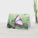 Recherche de morpho vœux cartes Faune