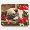 Recherche de chiot carlin tapis souris Animal