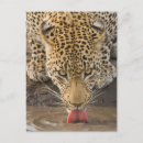 Suche nach trinken postkarten Vertikal