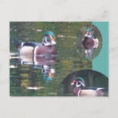 Suche nach duck poster Wasservogel