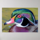 Suche nach wasservogel poster Grün