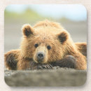 Suche nach grizzlybär untersetzer Alaska