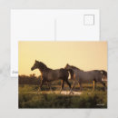 Suche nach arabische pferde postkarten Tier