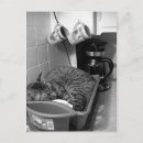 Recherche de chat dans une boîte cartes postales Chaton