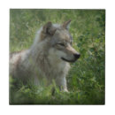 Recherche de loup carreaux Animal