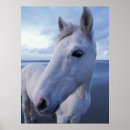 Recherche de camargue posters Faune