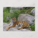 Recherche de tiger cartes postales Nature