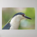 Recherche de oiseau sauvage posters Photographie