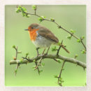 Suche nach schnabel untersetzer Vögel