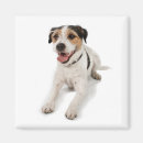 Recherche de chienchien magnets Animal familier