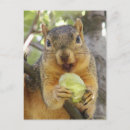 Recherche de ecureuils cartes postales Extérieur