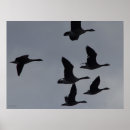 Recherche de canada goose posters Wildlife photography
