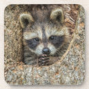 Suche nach waschbär untersetzer Wildtiere