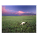 Suche nach büffel foto poster Landschaft